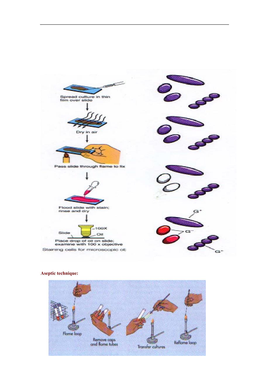 (生物科技)微生物常规鉴定技术_第4页