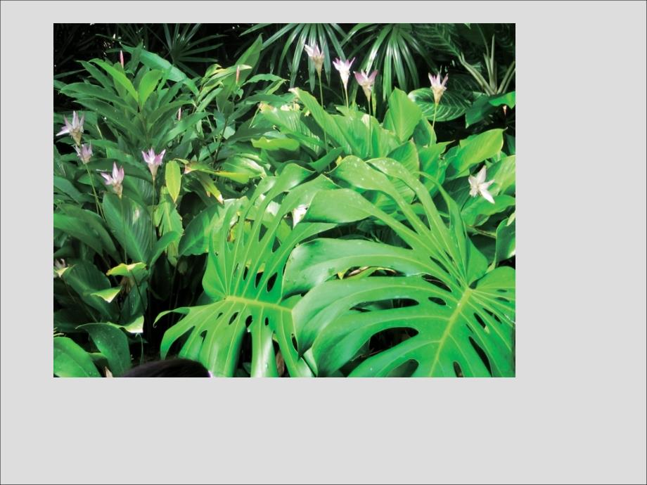 五年级下册美术-植物写生知识讲解_第3页