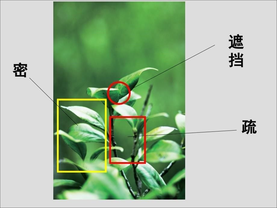 五年级下册美术-植物写生知识讲解_第5页