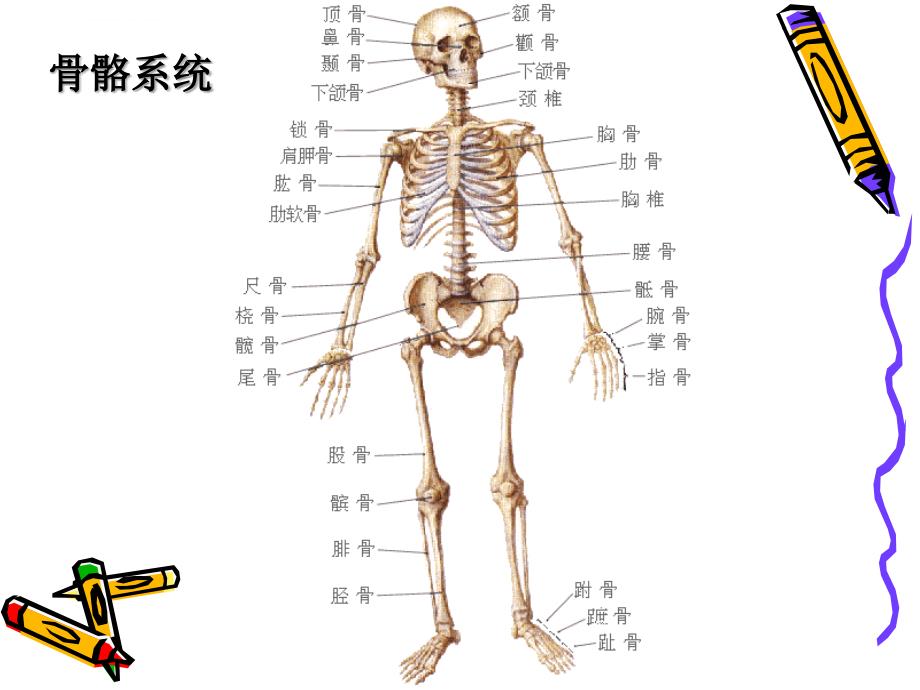 第二章 儿童青少年的生长发育_第2页