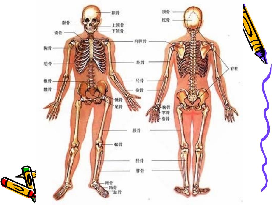 第二章 儿童青少年的生长发育_第3页