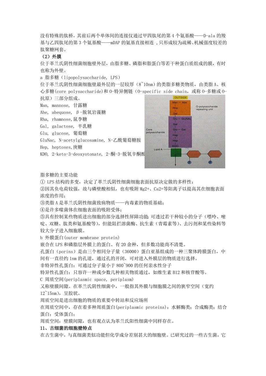 (生物科技)第三章微生物细胞的类群_第5页