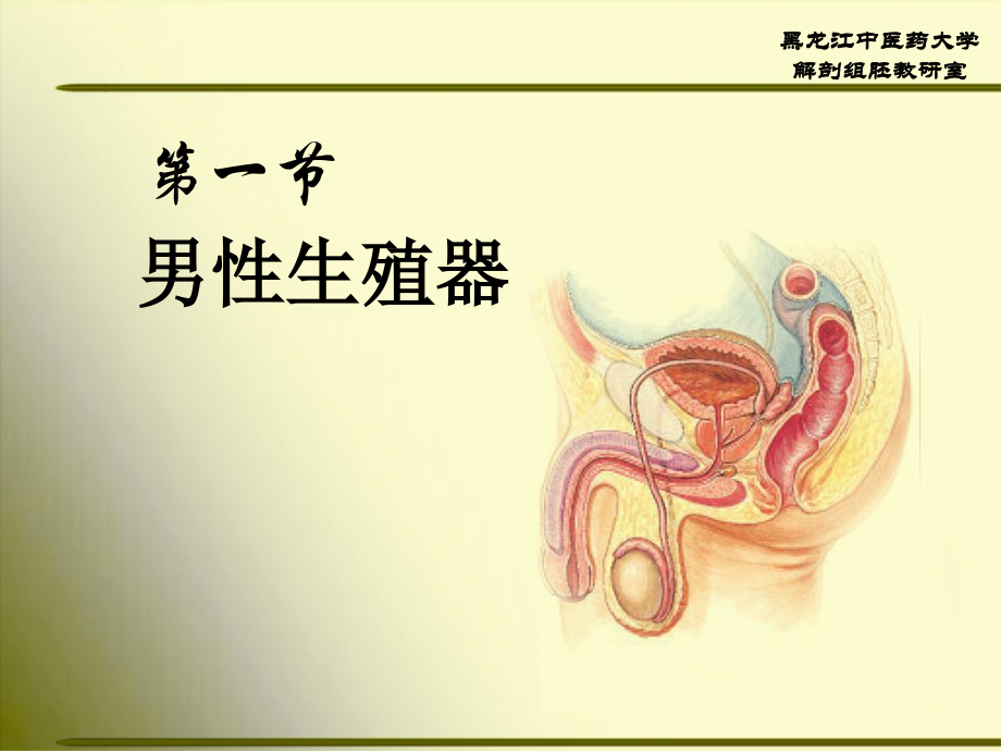 正常人体解剖学 第五章 生殖系统.ppt_第4页