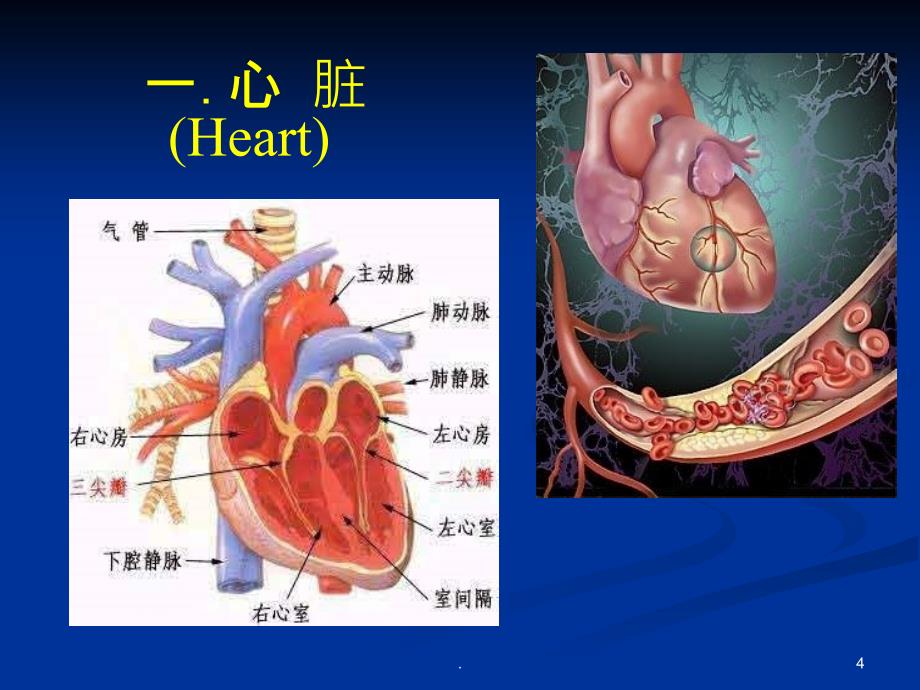 生理学循环系统ppt课件_第4页