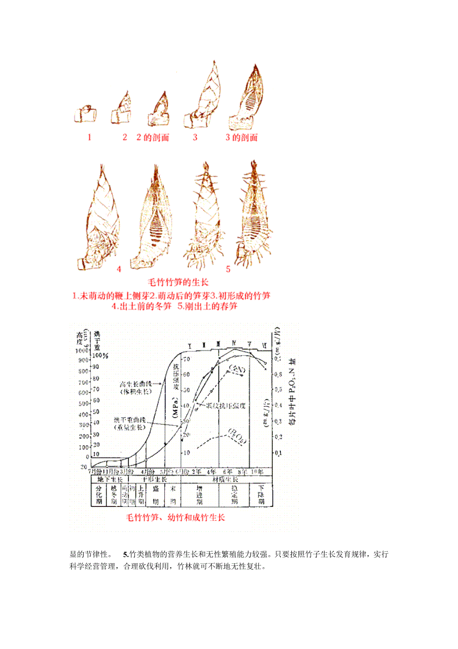 竹子的生长发育[24页]_第2页