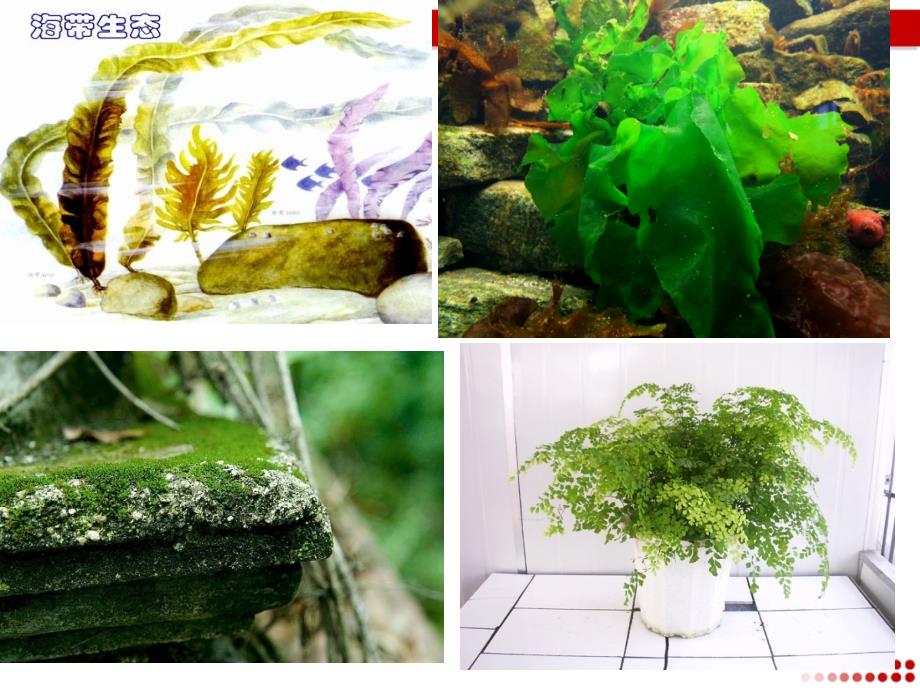 第一节藻类苔藓和蕨类植物(公开课)_第2页