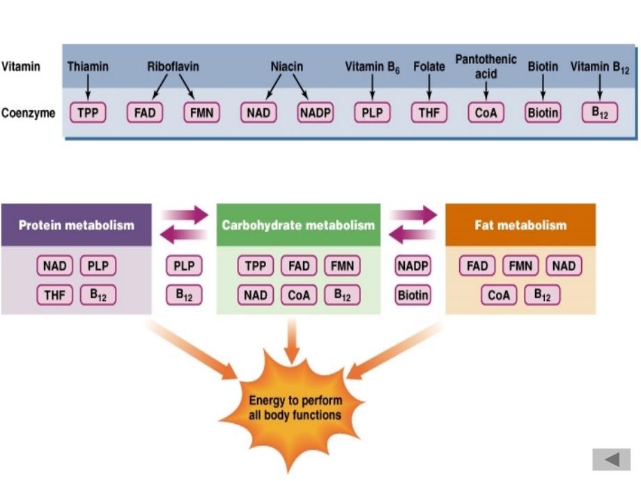 第5章 维生素与辅酶_第4页
