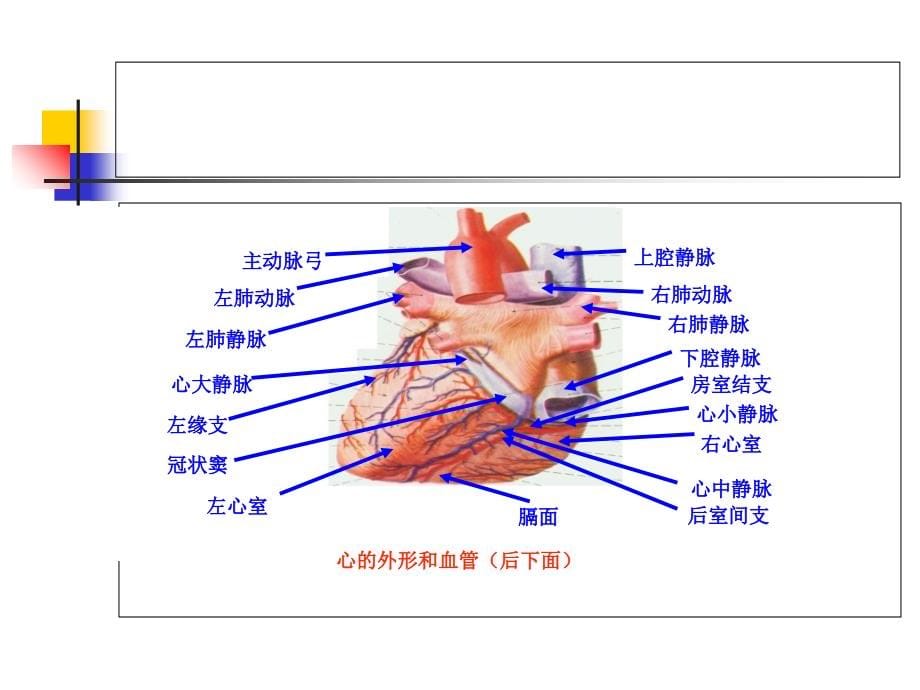 肺静脉影像.ppt_第5页