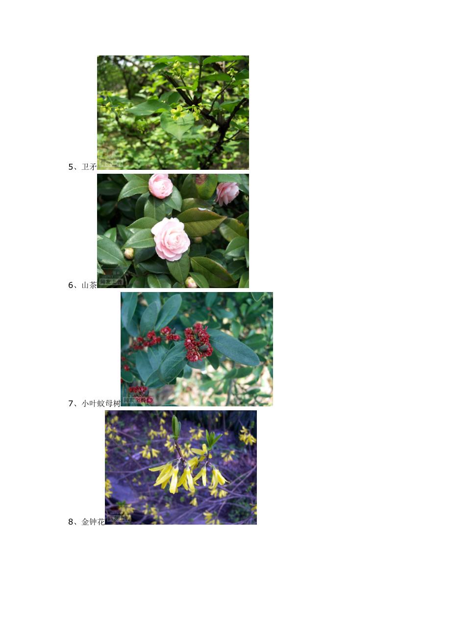 (园林工程)景观设计师必知园林绿化常见植物80种图片广东东土园林_第3页