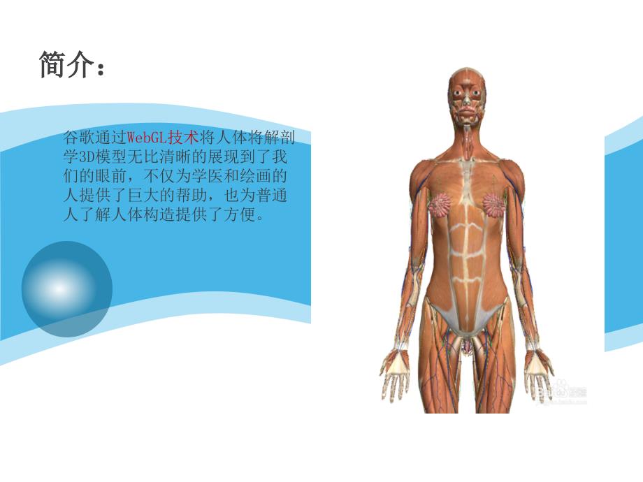 谷歌人体展示课件_第2页