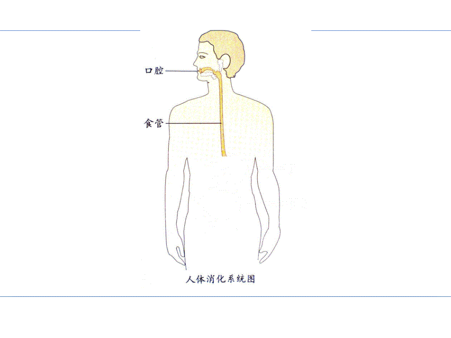 四年级上册科学课件一次奇妙的旅行大象15_第3页