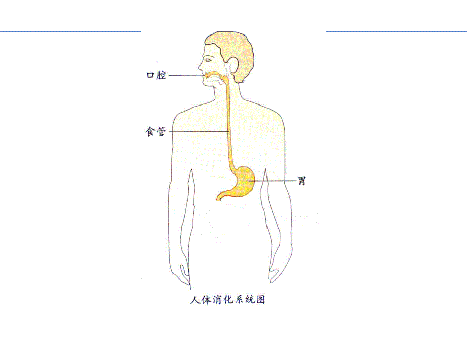 四年级上册科学课件一次奇妙的旅行大象15_第4页