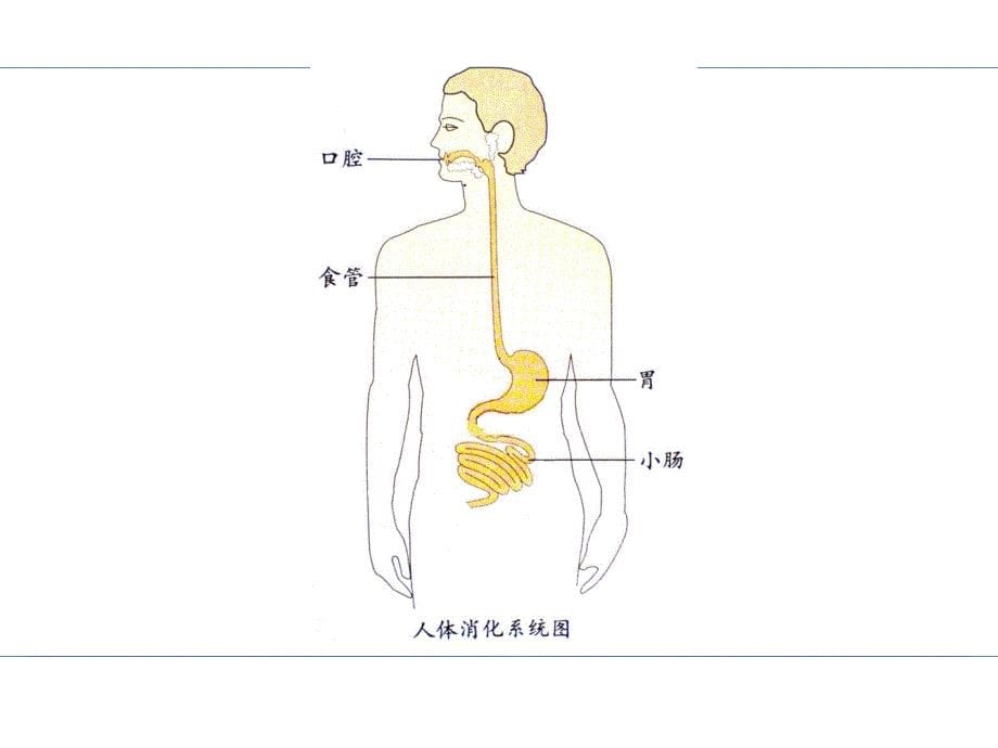 四年级上册科学课件一次奇妙的旅行大象15_第5页