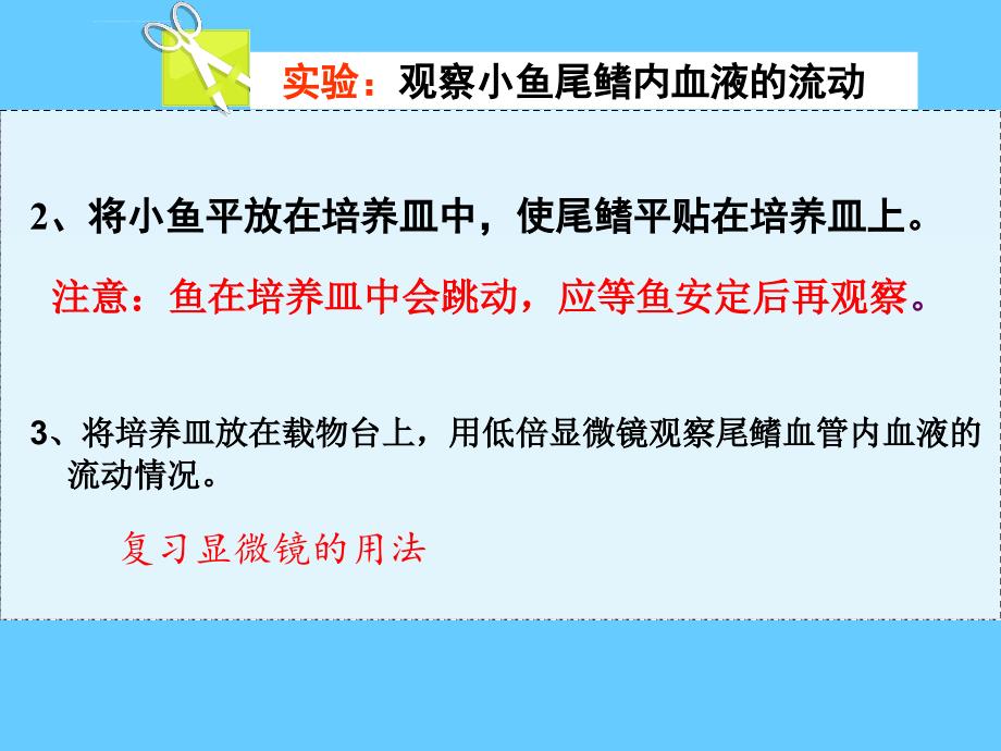 观察小鱼尾鳍内血液的流动公开课课件_第4页