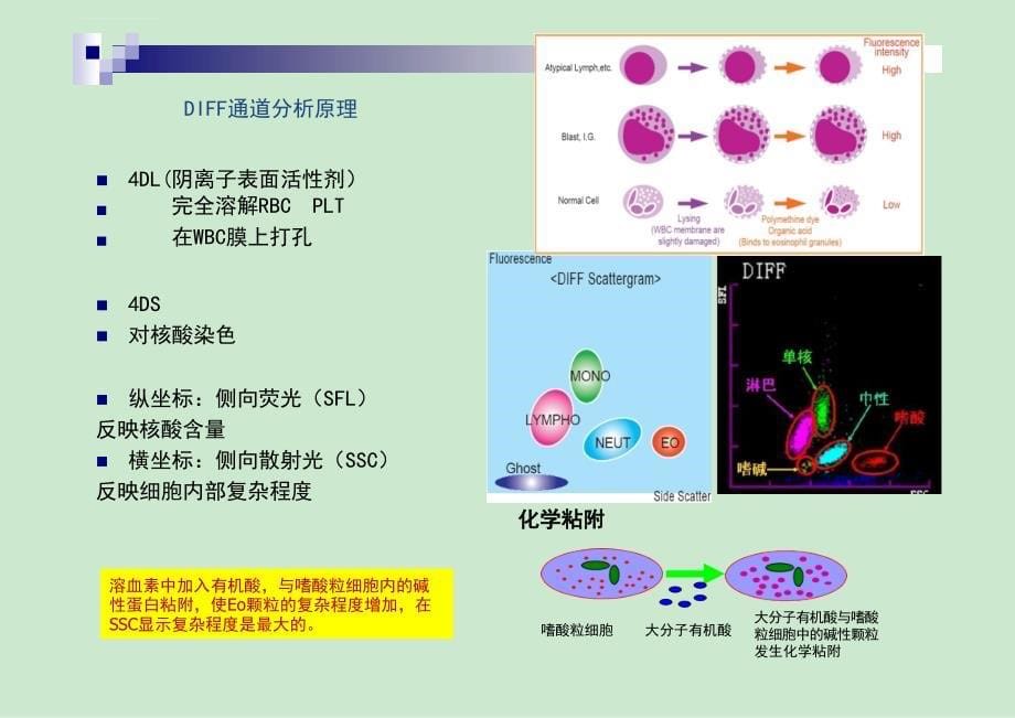 血细胞分析原理及白细胞散点图临床意义课件_第5页