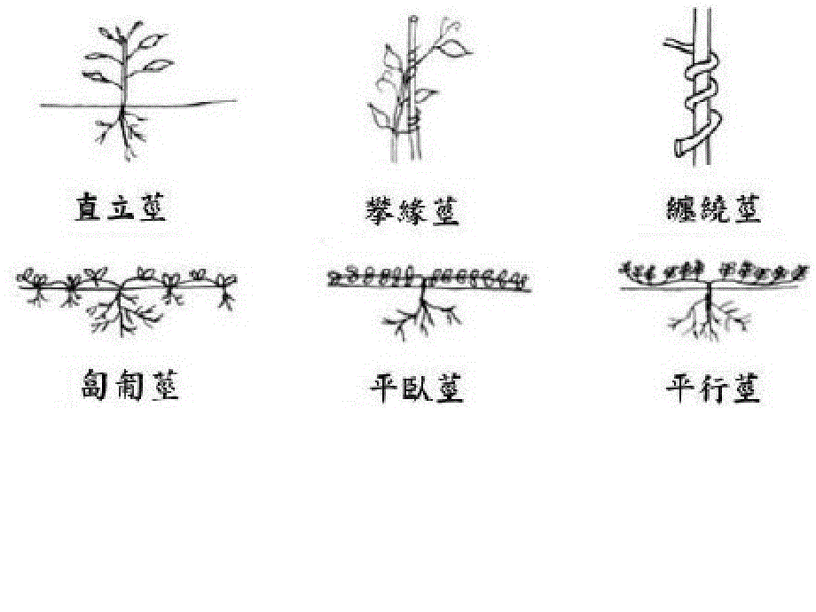 茎的生长类型和分枝类型课件_第3页