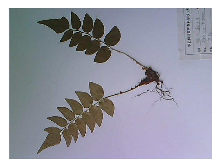 四年级上册科学课件2.2制作植物标本人教新课程标准35_第3页