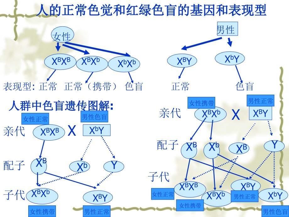 伴性遗传课件__陈耿_第5页