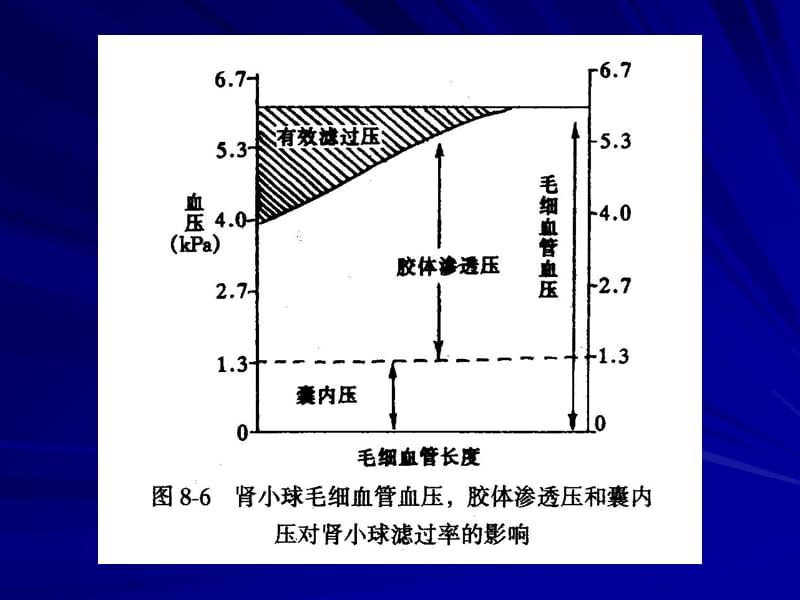 二影响肾小球滤过的因素演示教学_第1页