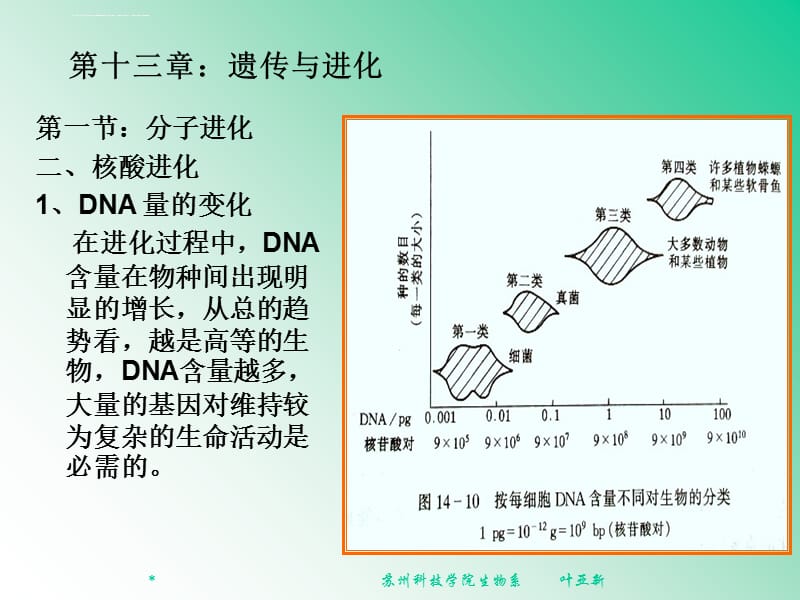 遗传学第十三章-遗传与进化课件_第4页