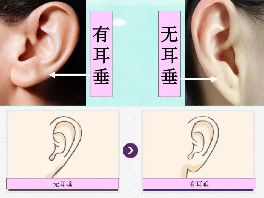 六年级科学_生物的变异现象_第4页