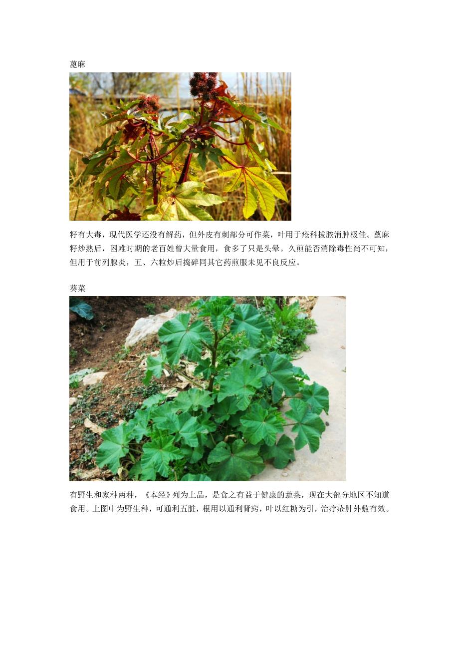 (医疗药品管理)身边常见中草药DOC32页)精品_第3页