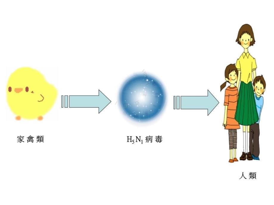 家禽流行感冒教学讲义_第5页