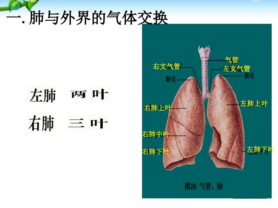 公开课《发生在肺内的气体交换》_第3页
