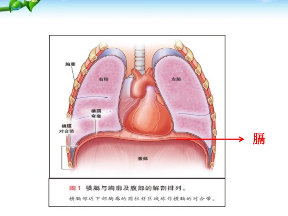 公开课《发生在肺内的气体交换》_第4页