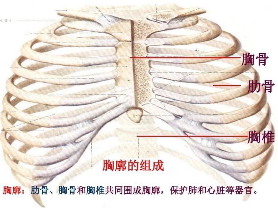 公开课《发生在肺内的气体交换》_第5页