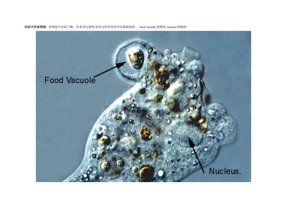 (生物科技)微生物图片1精品_第2页