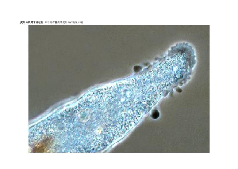 (生物科技)微生物图片1精品_第3页