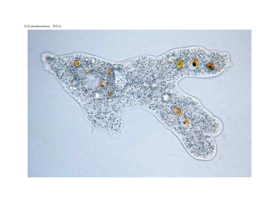 (生物科技)微生物图片1精品_第4页