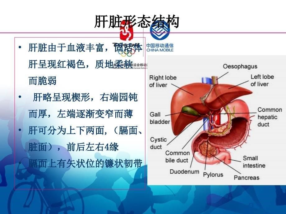 肝脏结构及相关病理常识PPT_第5页