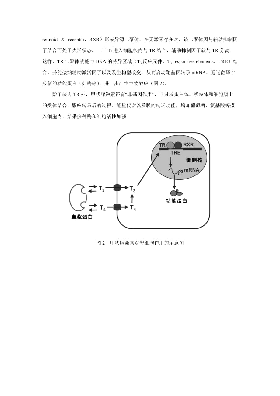 (医疗药品管理)第三十六章甲状腺激素及抗甲状腺药精品_第3页