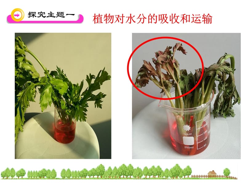 绿色植物与生物圈的水循环知识课件_第5页