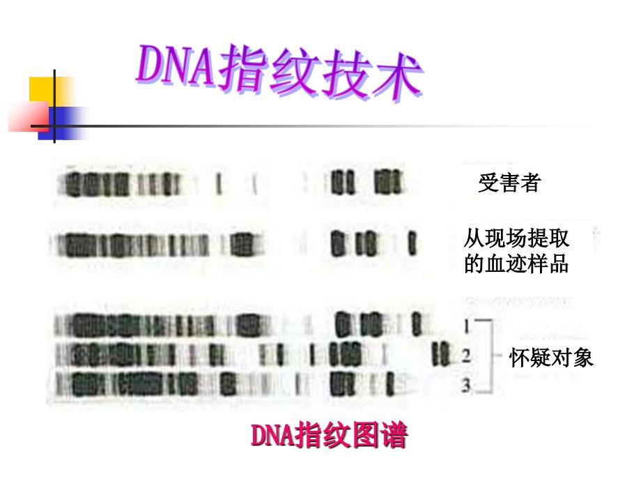 遗传信息携带者核酸PPT改课件_第2页