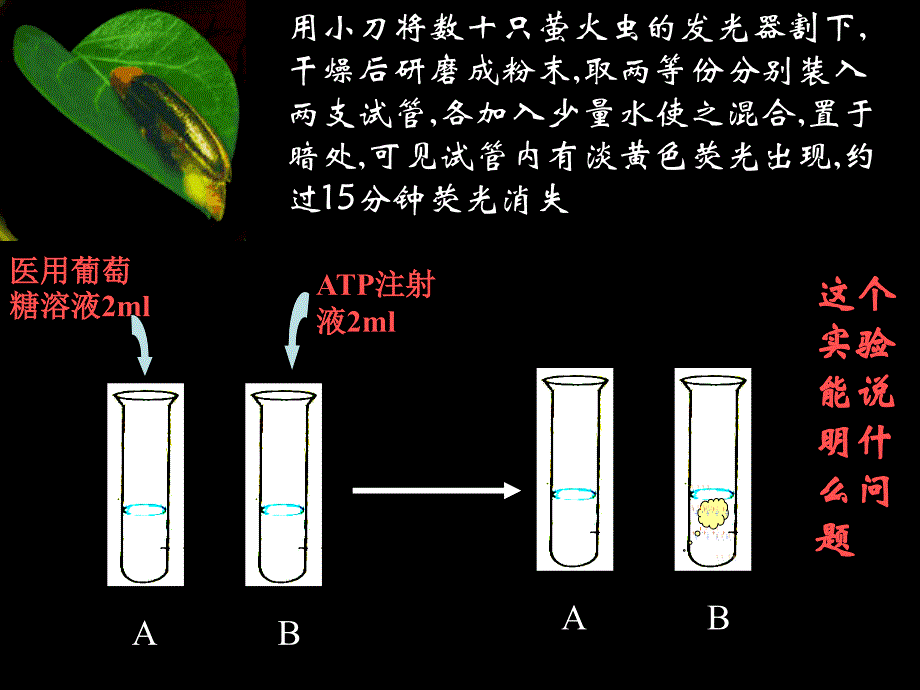 是生物体进行生命活动的主要能源物质讲解材料_第2页