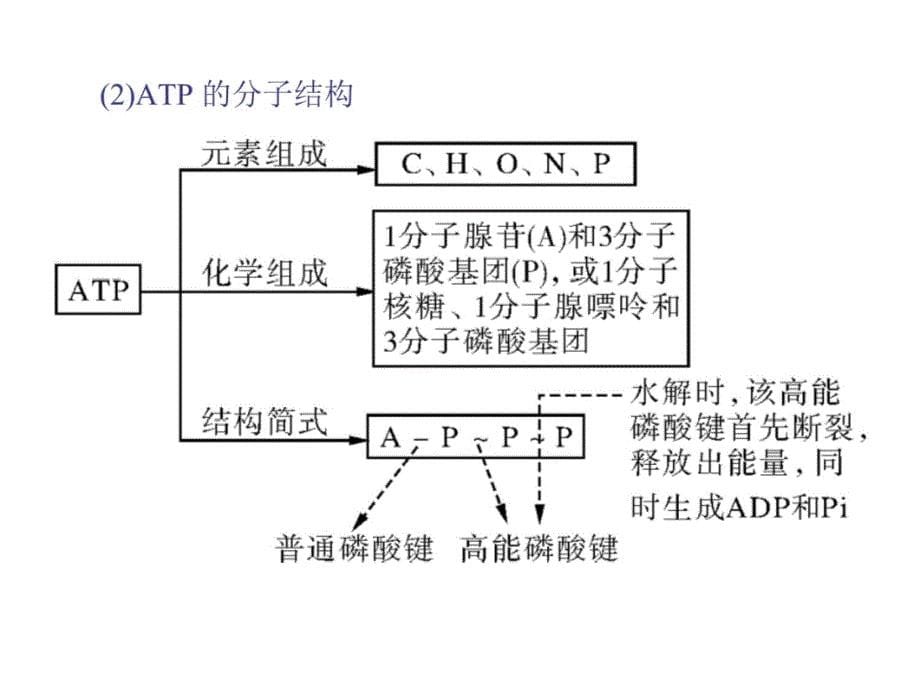 是生物体进行生命活动的主要能源物质讲解材料_第5页