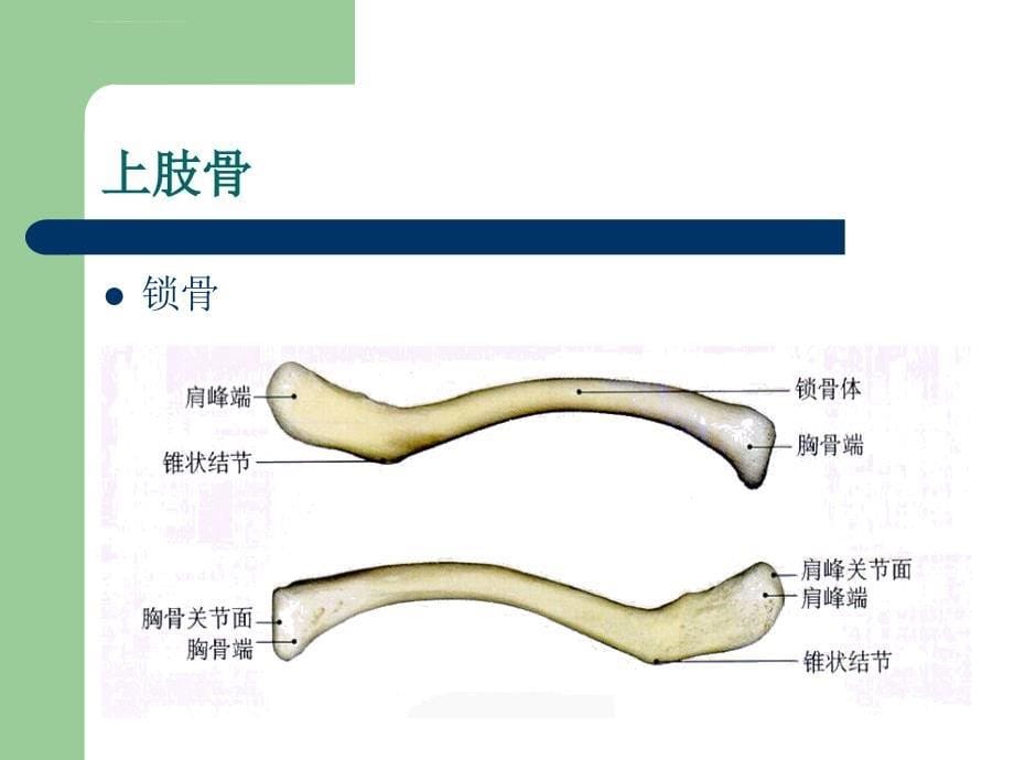 骨骼、常见骨折基础教程课件_第5页