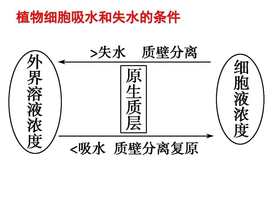 高三复习--物质跨膜运输的实例(上课用)课件_第5页