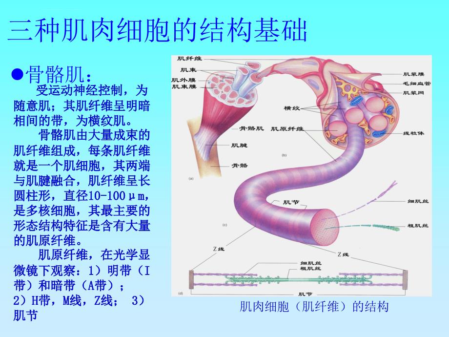 骨骼肌心肌平滑肌的比较课件_第2页