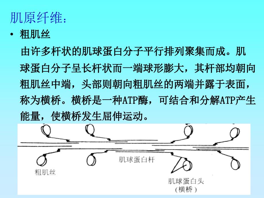 骨骼肌心肌平滑肌的比较课件_第3页