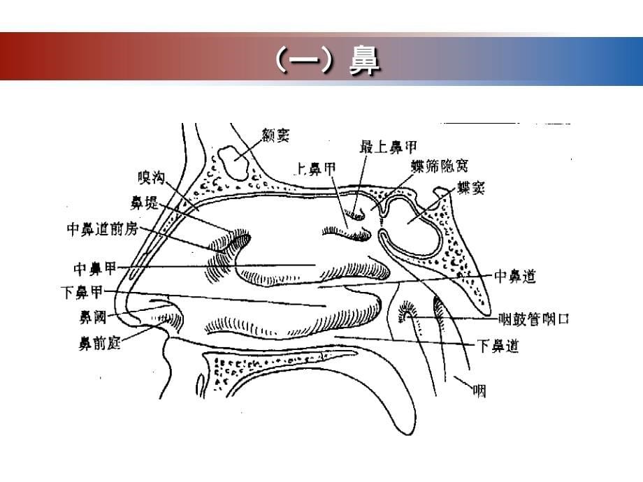 第七章呼吸系统的结构与功能[69页]_第5页