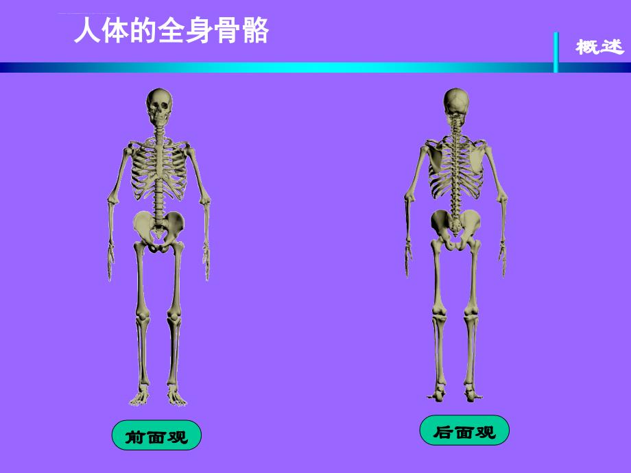 骨的概述――运动解剖学课件_第4页