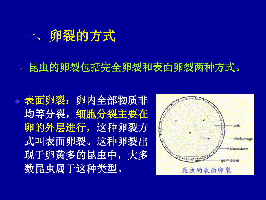 十一章昆虫的胚胎发育资料讲解_第3页