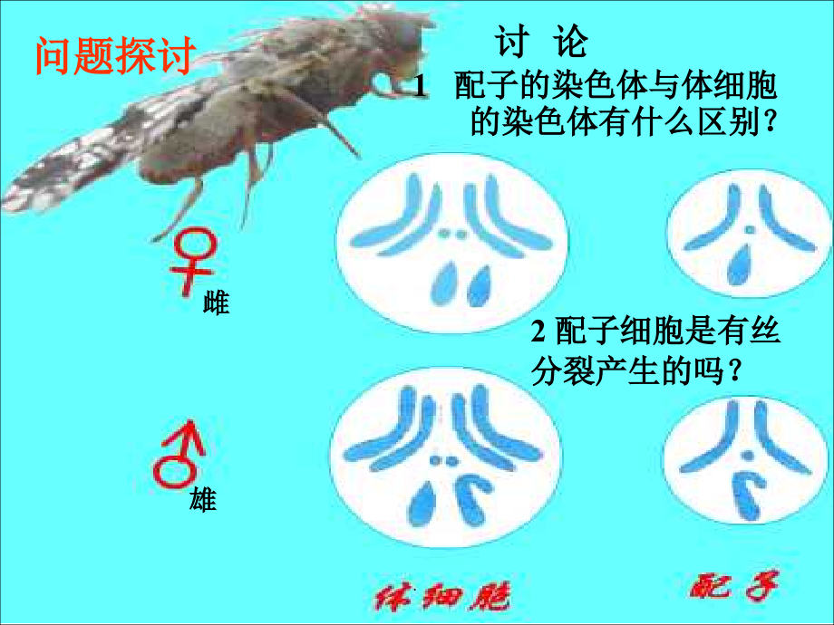 减数分裂和受精作用一轮复习.;_第3页