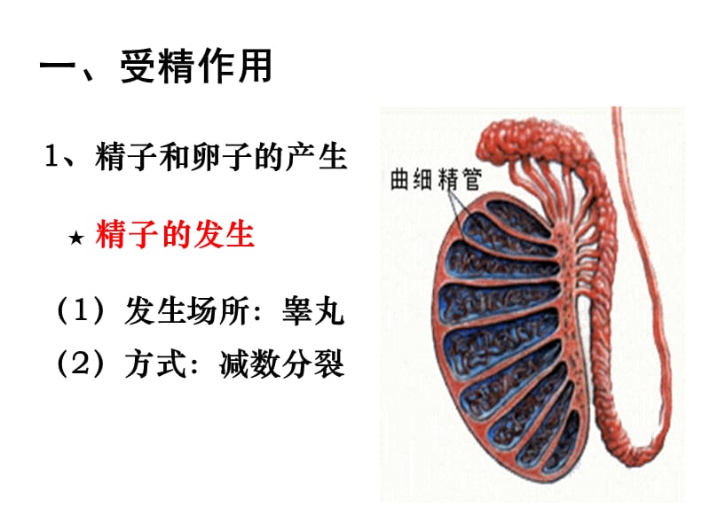 2019精选教育第三章胚胎工程第1课时第一节从受精卵谈起._第5页