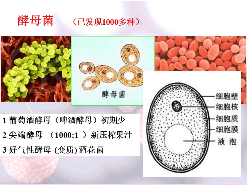 葡萄酒工艺培训课件_第4页