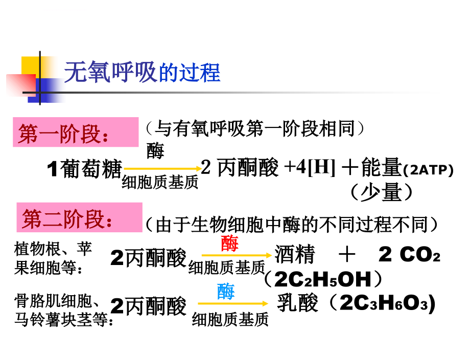 高中生物图片课件_第3页